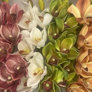 Orchidea szál Cymbidium